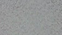 Valentina's Massive Feet 